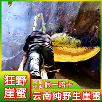 Yunnan wild cliff honey rock honey nest honey chewing pure natural soil honey pregnant women hundred nectar new honey down the mountain