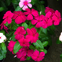 Periwinkle seeds daily spring four seasons Blossom easy-to-live indoor balcony potted courtyard flower seeds