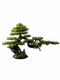 Simulated Welcoming Pine Bonsai Green Plant Landscaping Living Room Decoration Simulated Tree New Chinoiserie Entrance Thuja Podocarpus Ornaments