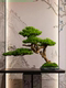 Simulated Welcoming Pine Bonsai Plant Office Entrance Living Room Green Plant Potted Decoration Home Decoration Opening Gift