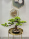 Chinese-Style Artificial Welcoming Pine Tabletop Bonsai Green Plant Entrance Decoration Plant Potted Plant Indoor Living Room Decoration Home Decor