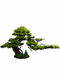 Chinese-Style Artificial Welcoming Pine Tabletop Bonsai Green Plant Entrance Decoration Plant Potted Plant Indoor Living Room Decoration Home Decor
