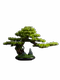 New Chinese-Style Artificial Welcoming Pine Tree Living Room Decoration Tabletop Green Plant Fake Tree Bonsai Entrance Hall Arborvitae Soft Decoration Fake Pine Tree