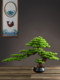 Welcome Pine Bonsai with Zen-Inspired New Chinese-Style Artificial Green Plants, Potted Plants, Dry Landscape, Entryway and Living Room Decorations
