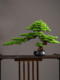 Welcome Pine Bonsai with Zen-Inspired New Chinese-Style Artificial Green Plants, Potted Plants, Dry Landscape, Entryway and Living Room Decorations