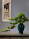 Chinese-Style Floor-Standing Artificial Welcoming Pine Tree, Fake Tree for Entrance, Hotel Lobby, Green Plant, Tv Cabinet Decoration Plant, Large Ornament