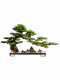 Chinese-Style Artificial Welcoming Pine Green Plant Landscaping Ornament Living Room Bonsai Office Indoor Potted Plant Entrance Table Decoration