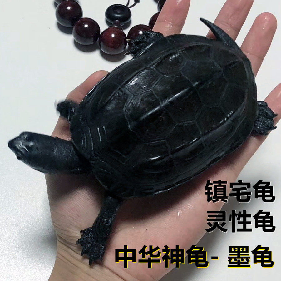 Black Turtle Living Things Black Belly Turtle Full Black Light Turtle Small Turtle China Grass Turtle Gold Thread Tortoise Home to Feng Shui Tortoise-Taobao