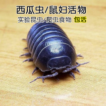 Now Catch Rat Women Worm Tide Worms Watermelon Worm Mice Ball Living Insect students raise reptile pets