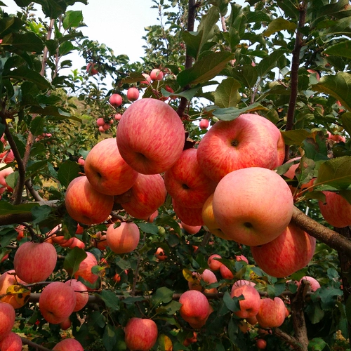 Яблочная фрукты яблока фрукты свежее время сезона Shandong Fruit 5 фунтов уродливой яблоки All Box Оптовая безналичная красная красная красный цвет 10