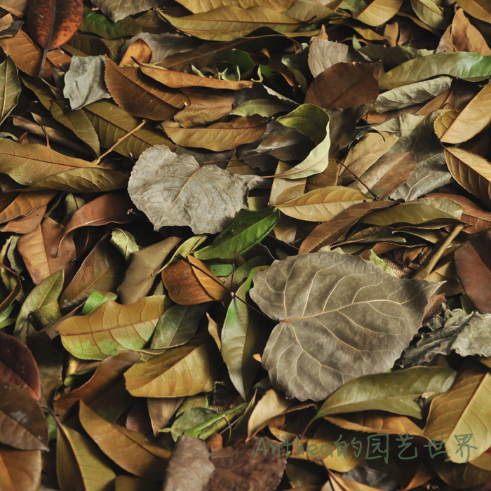 Shop window deciduous cloth view advertisement shooting deciduous wedding deciduous specimens leaves dried flower leaves to decorate the leaves natural