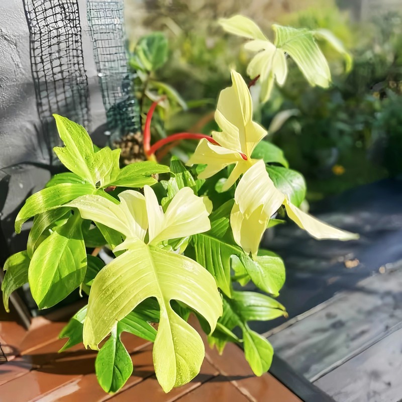 African Vigna, Florida Perennial Green Plant, Trendy Climbing Plant, Beginner-Friendly Indoor Shade-Tolerant Easy-Care Flower African Vigna, Florida Perennial Green Plant, Trendy Climbing Plant, Beginner-Friendly Indoor Shade-Tolerant Easy-Care Flower