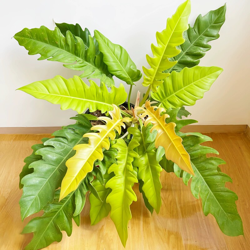 Golden Crocodile Philodendron Potted Green Plant, Popular on Instagram Golden Crocodile Philodendron Potted Green Plant, Popular on Instagram