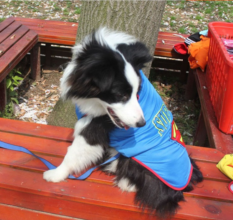 Golden retriever big dog clothes Samoyed Labrador husky summer breathable thin section large and medium-sized dog side shepherd vest