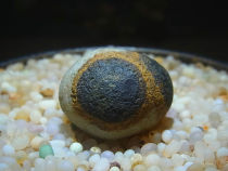 Three-eyed Tianzhu eyes Agate stone beads Qishi collection Alashan Gobi Agate rough ugly