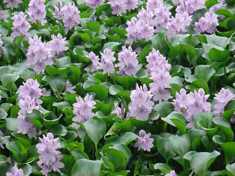 10 Water Hyacinth Plant Aquatic Four Seasons Hydroponic plant Balcony Hydropony for purifying water Aquatic Grass Fish Turtle