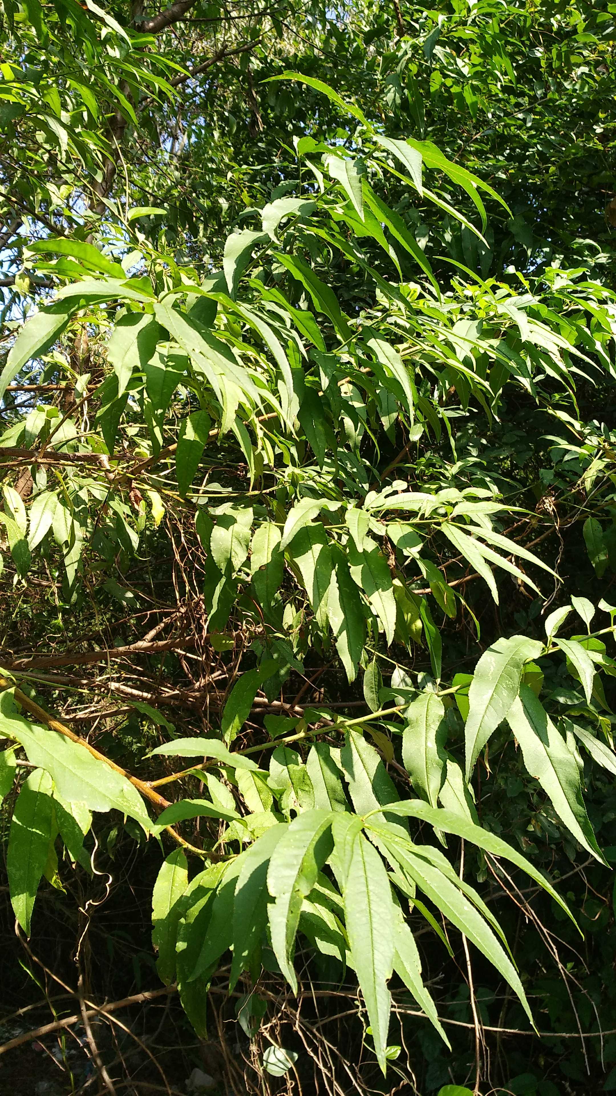 Fresh peach tree leaves 500g Wild tender peach leaves Mountain hair peach leaves Peach leaves Bath flea branches and leaves