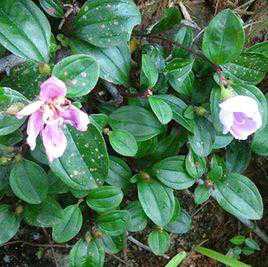 Fresh Chinese herbal medicine ground Minorite Mountain Minorite Mountain Mindy ground gin roots Eggplant Fire Charcoal Bubble Dwarf pineapple 1 catty