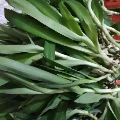 Fresh big bract water bamboo leaf sputum fire grass Wai clip grass Green bamboo shell Green duck plantar grass Chicken tongue grass Guangdong Cat claw grass 500g