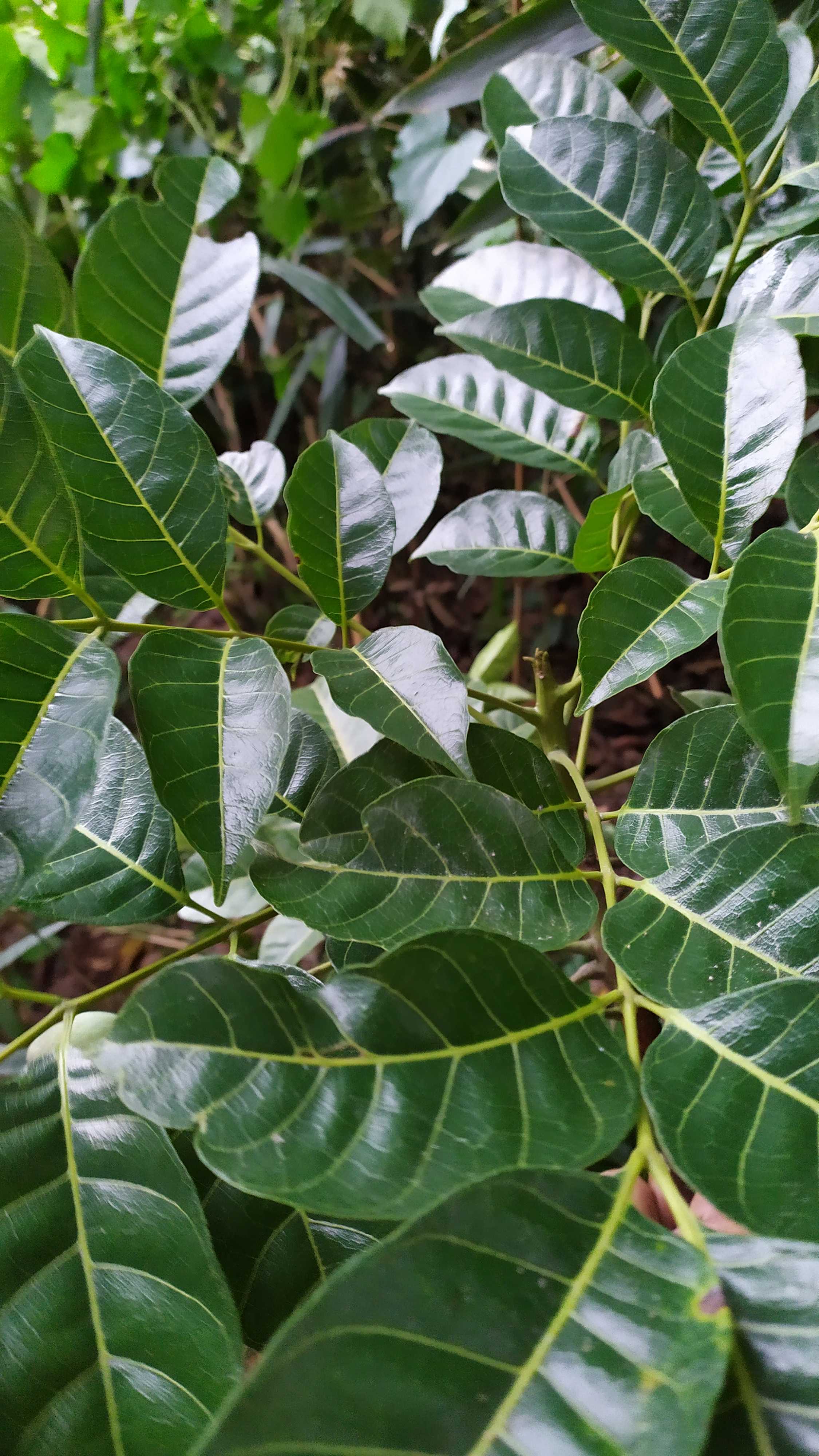 Fresh black olive leaves of black olive leaves 500g