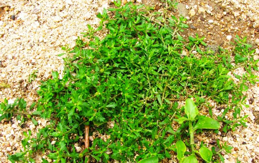 Wild fresh goose Non-herbivorous Cilantro Wild garden mushroom chicken sausage grass Cilantro starry sand fly grass 250g