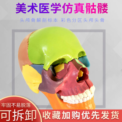 解剖学爱好者的宝藏好物!彩色分区头颅骨模型,你真的了解自己吗?🧐-其他模型玩具-淘宝好物网