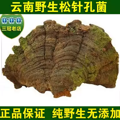 Yunnan wild pine needle Ganoderma lucidum wild pruned ganoderma lucidum pine needle layer hole bacteria Linzhi can be sliced and powdered 500 grams