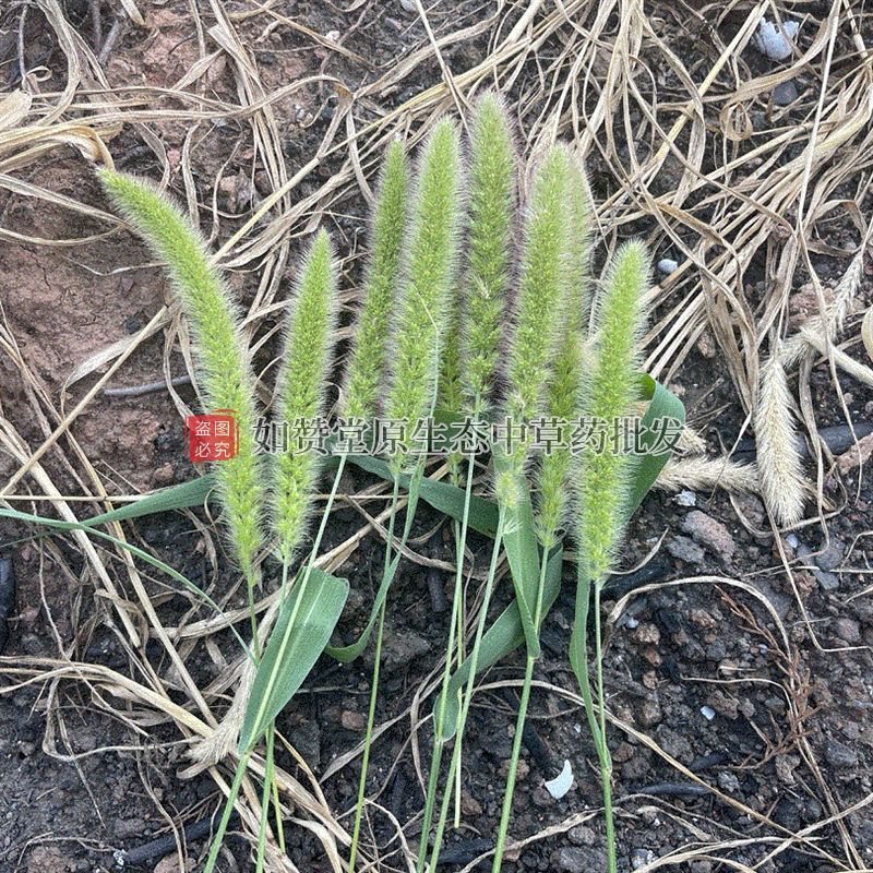 Purely Natural Fresh Dog Tail Grass, Arhat Grass, Foxtail Grass, Dog Tail Grass, Chinese Herbal Medicine Flowers, Whole Plant, Free Shipping Purely Natural Fresh Dog Tail Grass, Arhat Grass, Foxtail Grass, Dog Tail Grass, Chinese Herbal Medicine Flowers, Whole Plant, Free Shipping