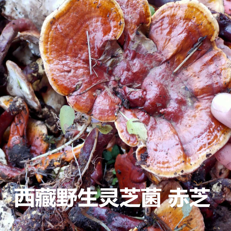 Tibet wild Ganoderma lucidum origin delivery 500g