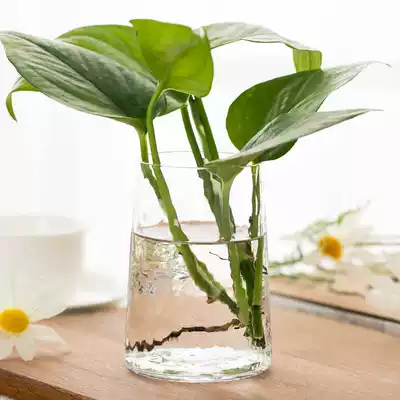 Hammer creative transparent trumpet hydroponic plant art vase office decoration bottle hotel Golden Ge hydroponic flower