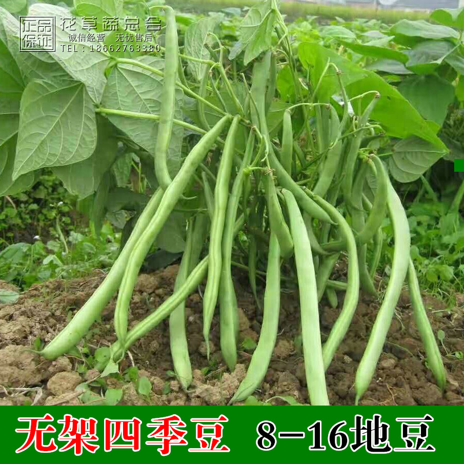 Shelfless four seasons of beans seeds seed seeds of the ground carob beans high yield short do not rack vineless spring and autumn four seasons