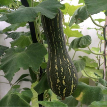 Flower Peel Seven Leaves Early Pumpkin Seeds Flower Peel Hanging Melon Morning Seeds High Yield Spring Season Vegetable Seed