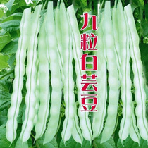 Nine white kidney bean seeds without fastened bean seeds old seeds less white and no old four seasons bean vegetables grown high