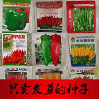 Красочные семена сладкого перца.