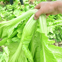 Cabbage seed large flesh cabbage seed large leaves of east mustard pot planting season vegetable seed spring
