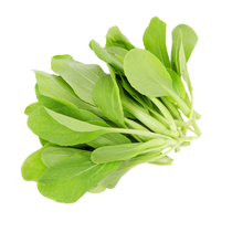 Chicken hair seed Shanghai green vegetable rape seed seed fast-growing cabbage Four Seasons sown potted balcony seed