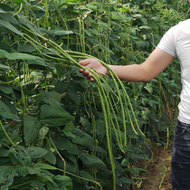 Ning cowpea No. 3 A little red seed early matt long cowpea seed high-yield 4-season bean-bean corner seed hole collapse rack seed