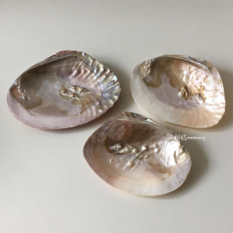 Wild Natural Shell Ornament Pendulum Flapping the Inch Swing Pat photo Props Small Inclusions to Contain Pallet Pendulum-Taobao