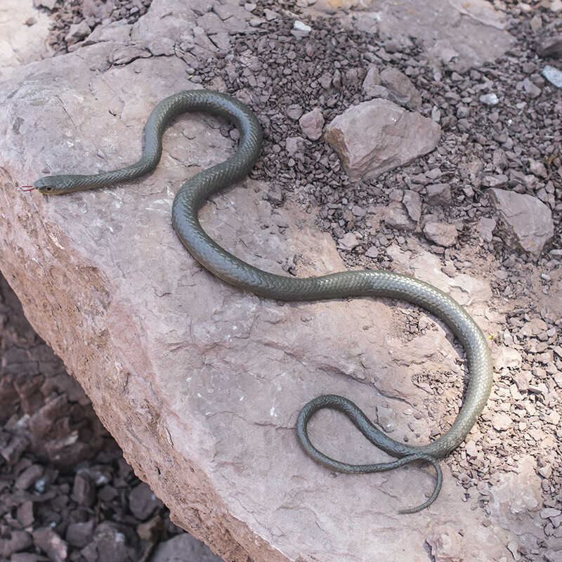 Cross-Border Snake Prank with String Clip Prank Snake Trick Toy Snake S-Shaped Water Snake Cross-Border Snake Prank with String Clip Prank Snake Trick Toy Snake S-Shaped Water Snake