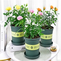  Diamond rose potted plant with bud seasonal flower green plant flower plant Indoor rose seedling garden