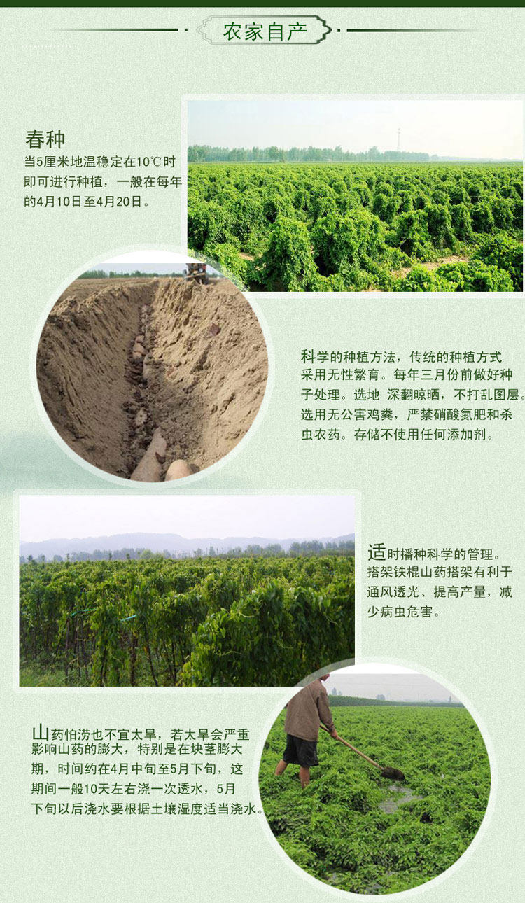 沙土地山药60公分礼盒装，郑州铁棍山药专卖店插图(9)