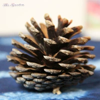 Мори натуральная истинная сосна свеча сделай DIY Dry ​​Flower Art Photography Photography Photograph