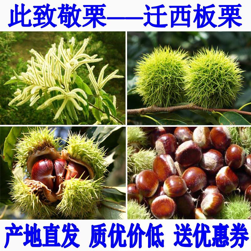 此致敬栗2024年新下树迁西板栗为何备受追捧?新鲜生栗子与油栗有何区别?-新鲜板栗板栗仁-淘宝好物网