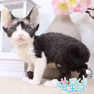 德文卷毛猫幼猫活物帝王猫幼崽纯种柯尼斯猫咪活幼体高智商宠物猫