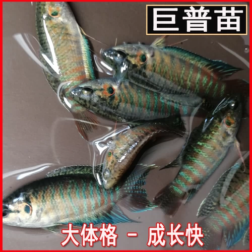 Искусственное улучшение гигантских рыбных лесов PU