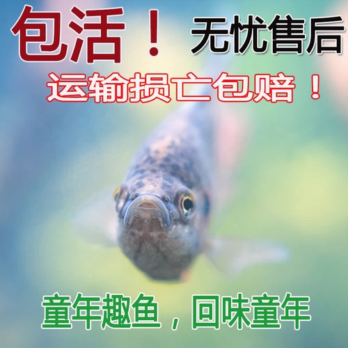 Хорошее питание для проживания китайского дуйу холодной воды пресноводная декоративная рыба