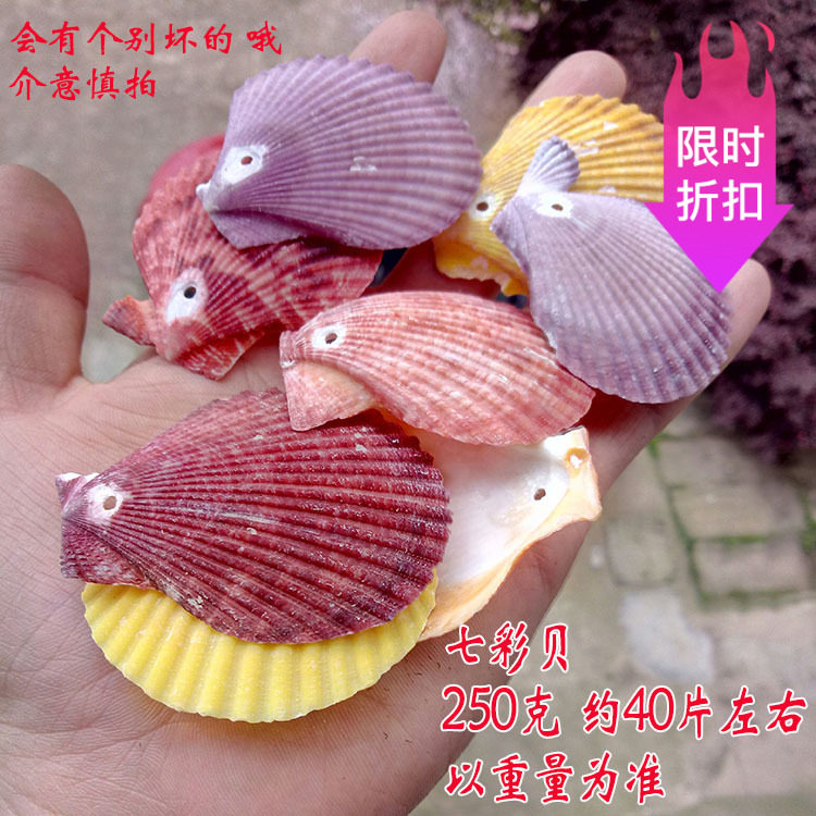 Conch shell suit Kindergarten handmade material package Micro landscape decoration Perforated shell perforated color shell