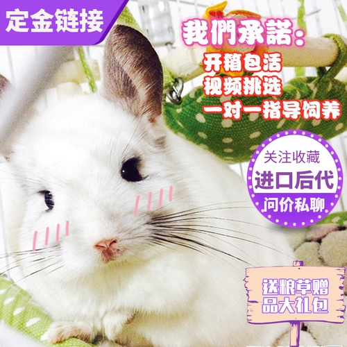 Сеть красный питомец мой сосед Totoro Totoro Live Cubs Торга Серый серебряный розовый розовый розовый уборщик с помощью вакцины