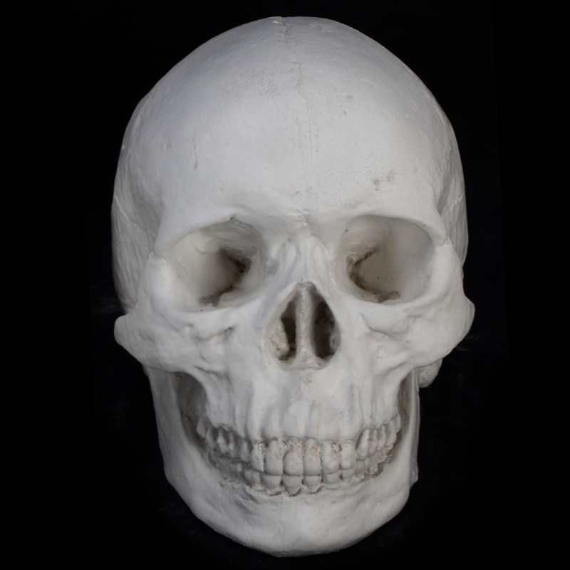 Guaranteed quality figure plaster skull skull model plaster teaching aids geometry plaster portrait portrait plaster still life