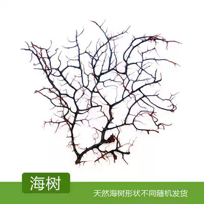 Promotion marimo happy seaweed ball micro landscape bottle fish tank accessories Coral Sea tree decorative wood material non-plastic